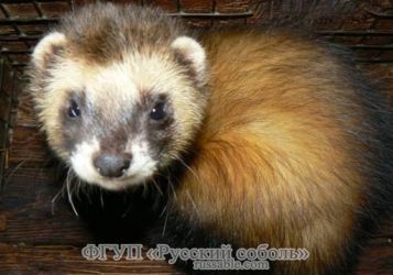 Золотистый Золотистый