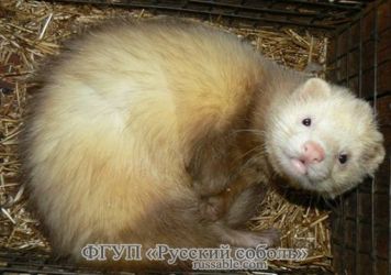 Пастелевый Пастелевый