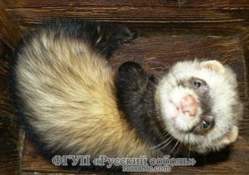 Перламутровый Перламутровый