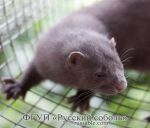 Лаванда Лаванда