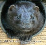 Махогани Махогани