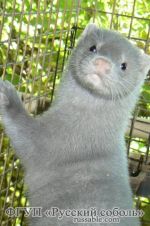 Сапфир Сапфир