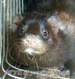 Сканбраун Сканбраун