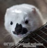 Ягуар Ягуар